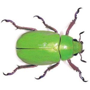 CHRYSINA BEYERI CHRYSINA BEYERI
